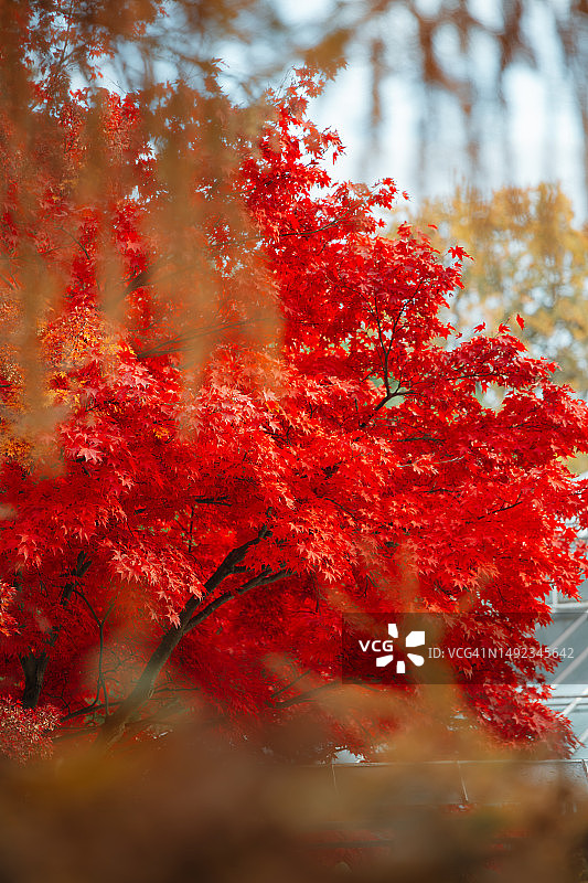 鲜红色的日本枫树图片素材