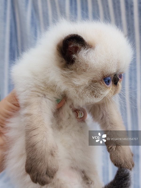 小猫被人手捧着图片素材