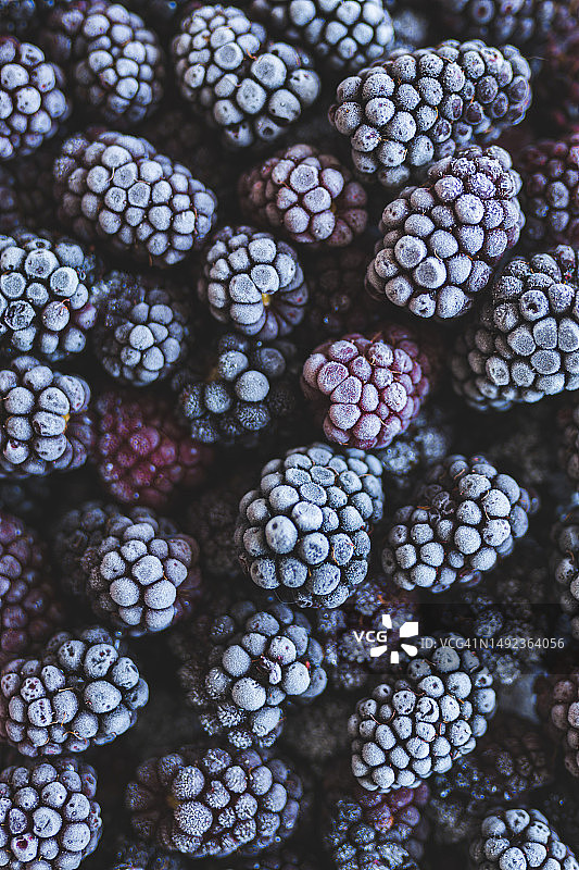 冷冻黑莓，冰覆盖的浆果，顶视图图片素材