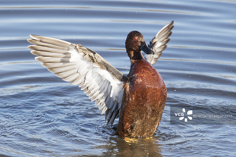 雄性红肉桂鸭拍打翅膀图片素材