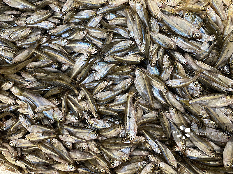 本地商店出售的堆叠小鱼图片素材