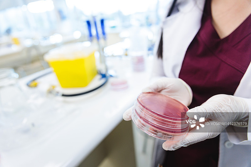 在临床微生物实验室，手持带有血琼脂培养基的培养皿的年轻女医务技术员图片素材