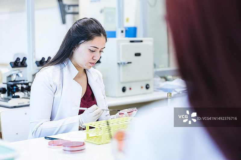 两名年轻女医疗技术员在实验室使用培养皿和培养基工作图片素材