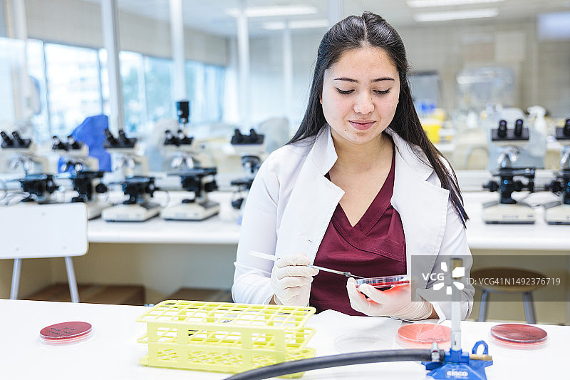 年轻的医疗技术员在实验室用接种环将细菌菌落样本接种到带有麦康凯琼脂培养基（MAC）的培养皿上图片素材