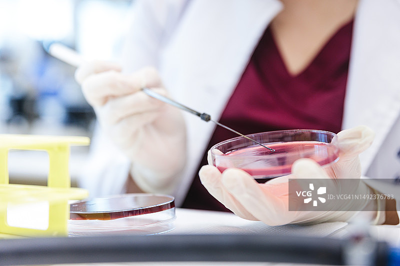 医学技术员在实验室用接种环将细菌菌落样本接种到麦康凯琼脂培养皿上图片素材
