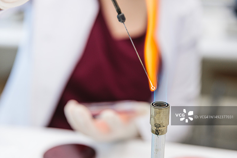 年轻女科学家在微生物实验室用本生灯消毒接种环图片素材