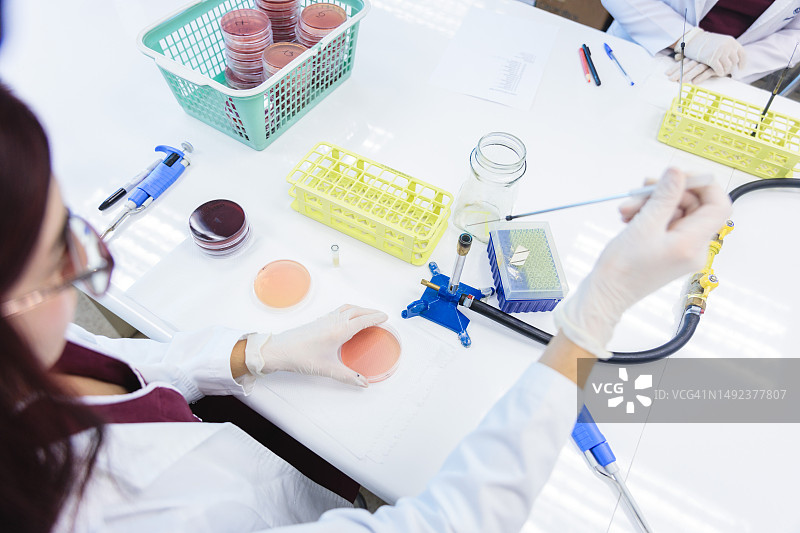 年轻医疗技术员用自动移液管将液体培养基样品接种到培养皿中，实验室顶视图图片素材