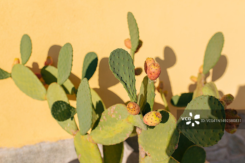 黄色墙壁上的仙人掌细节图片素材