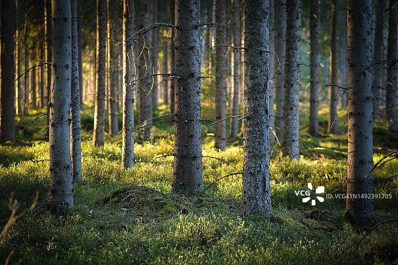春季云杉林中的夕阳图片素材