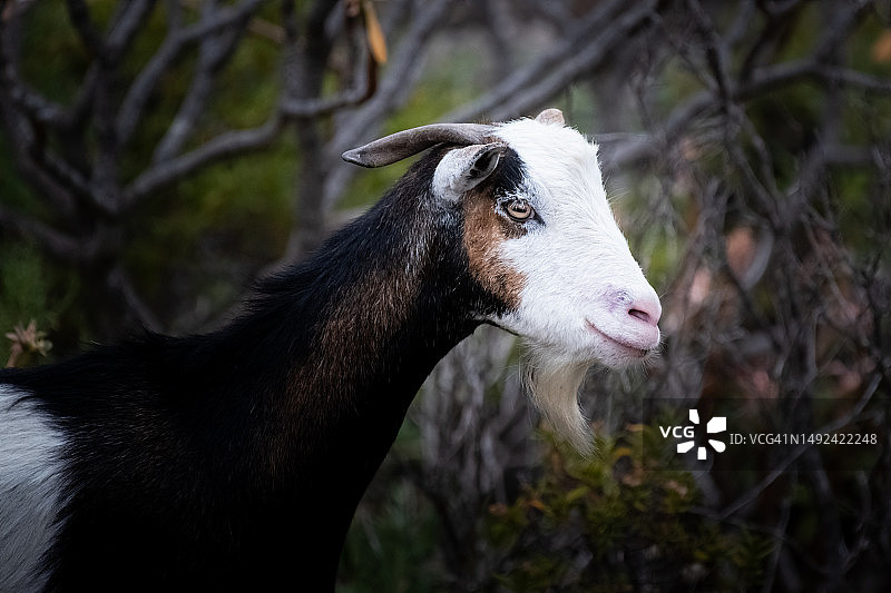 野山羊肖像图片素材