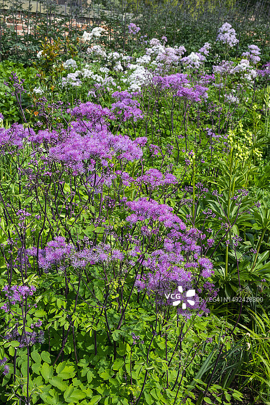 唐松草在晚春花坛中开花图片素材