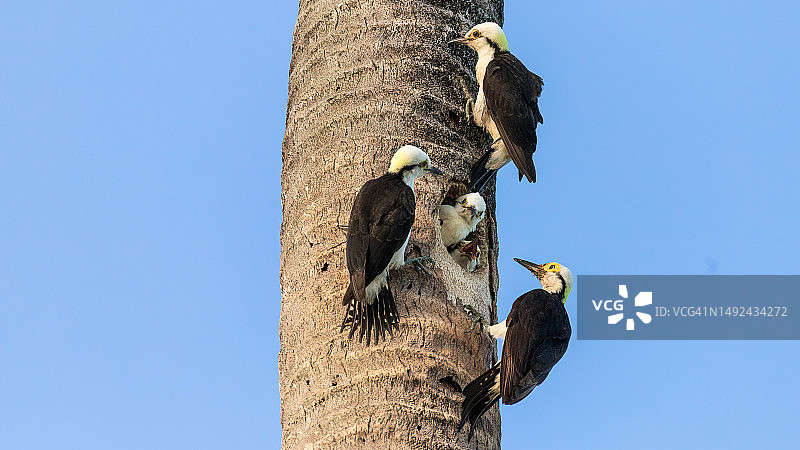 棕榈树巢穴中的白啄木鸟一家图片素材