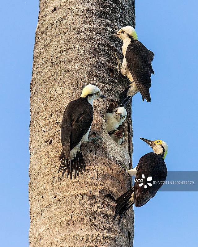 棕榈树巢穴中的白啄木鸟一家图片素材