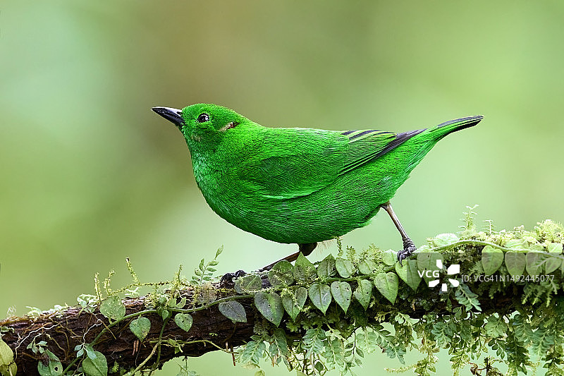 闪耀绿唐纳雀图片素材