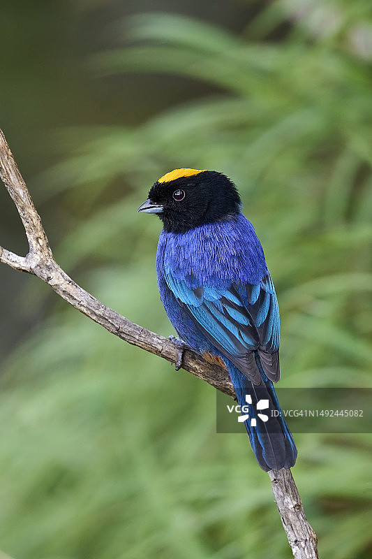 金冠姬鹟图片素材