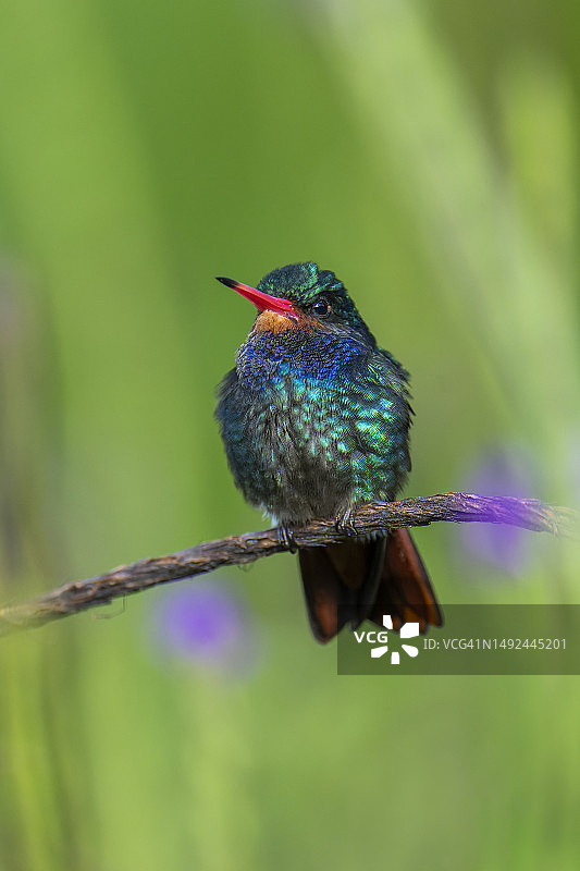红喉蓝宝石蜂鸟图片素材
