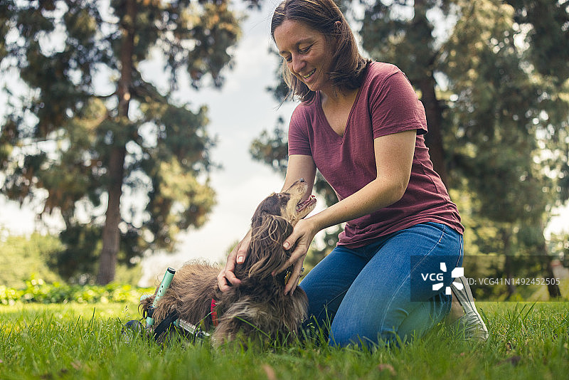 坐着宠物轮椅的长毛腊肠犬图片素材