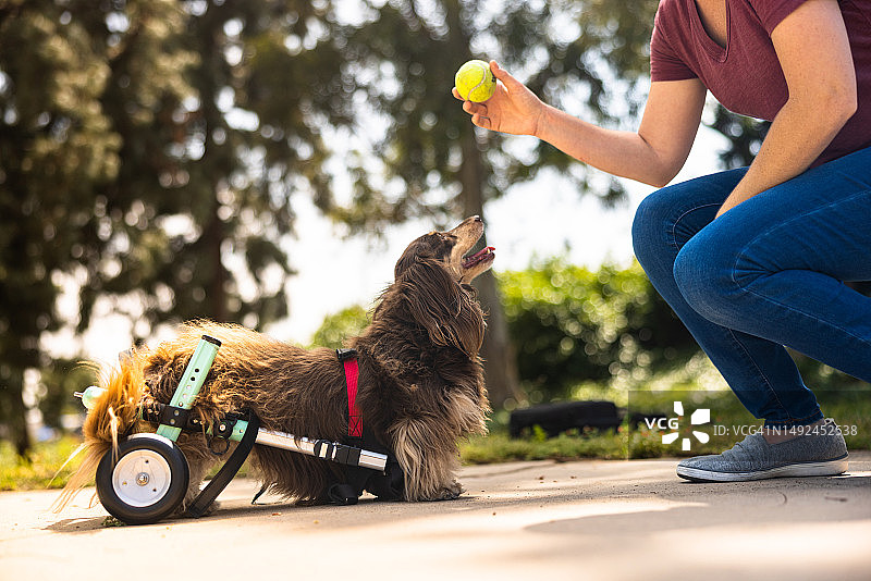 坐着宠物轮椅的长毛腊肠犬图片素材