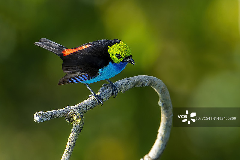 天堂唐纳雀图片素材