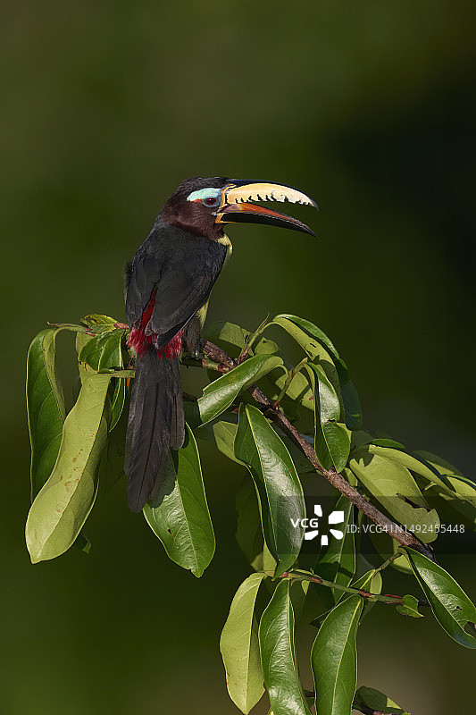 字母巨嘴鸟图片素材