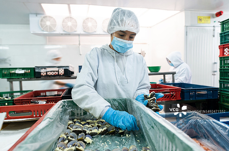 在食品加工厂挑选牡蛎的女人图片素材