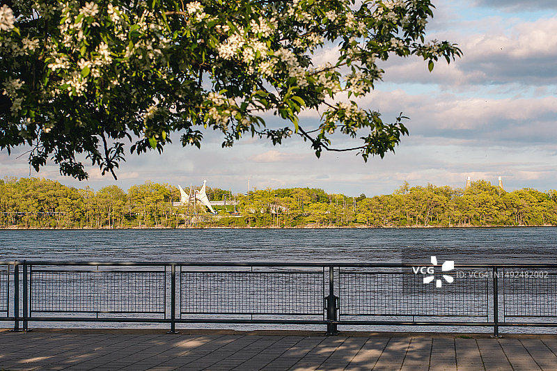 蒙特利尔的树木盛开图片素材
