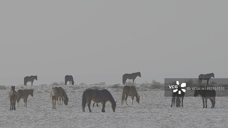 冬季新疆雪原上的马群图片素材