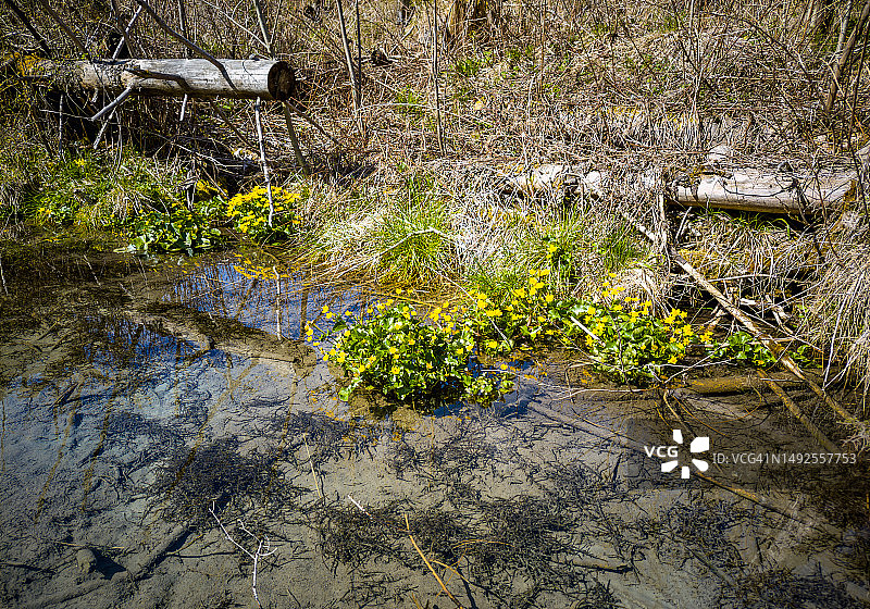 盛开的沼泽金盏花图片素材