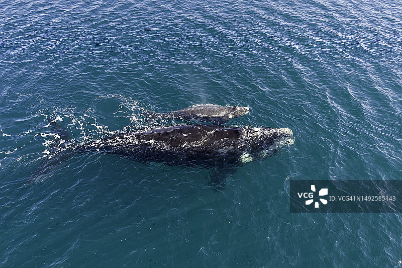 南露脊鲸母子航拍，瓦尔德斯半岛新湾图片素材