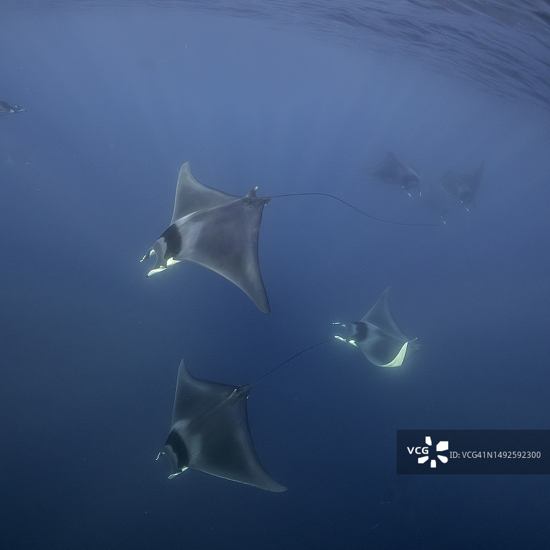 科尔特斯海的日本蝠鲼图片素材