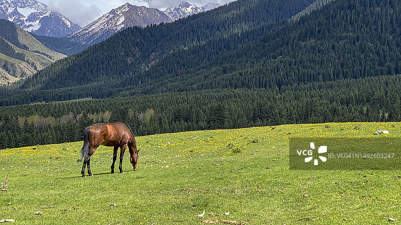 红色马在牧场吃草图片素材