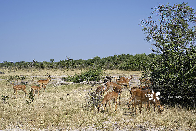 一大群黑斑羚图片素材