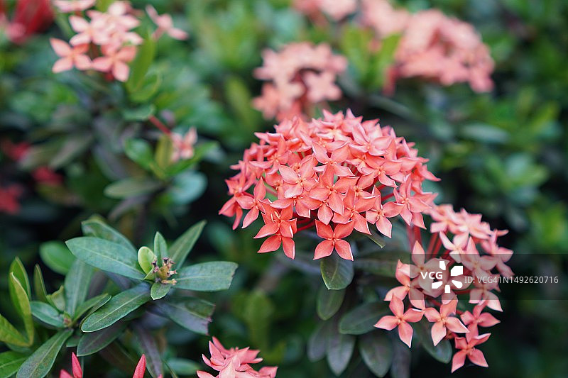 红色龙船花在绿色树丛中绽放图片素材