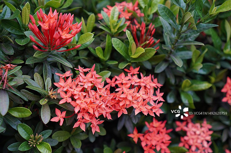 红色龙船花在绿色树丛中绽放图片素材