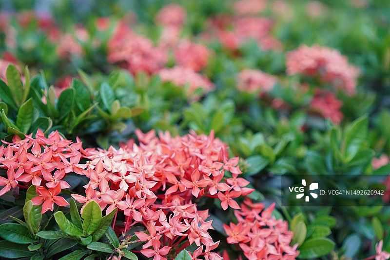 红色龙船花在绿色树丛中绽放图片素材