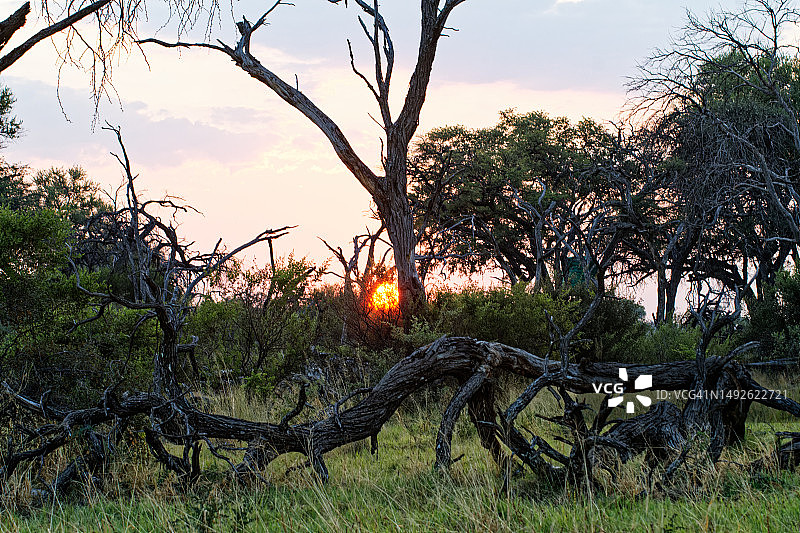 夕阳下的枯树干图片素材