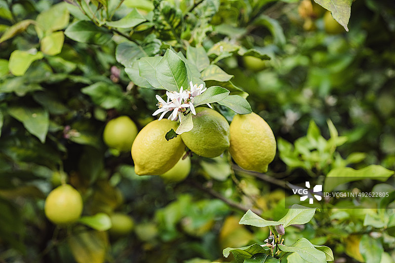 树上的成熟柠檬图片素材