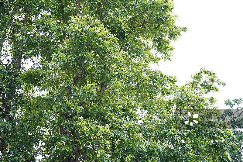 灌木树纹理自然背景上的小绿叶图片素材