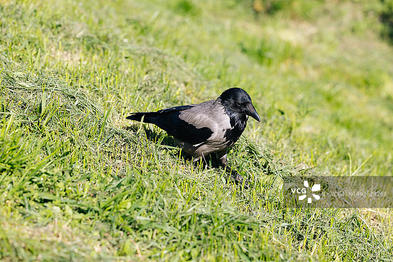 绿草地上的秃鼻乌鸦图片素材