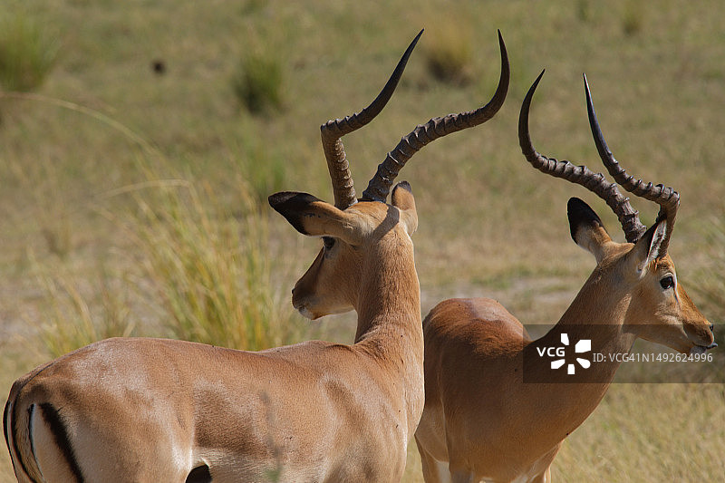 两只黑斑羚和角的特写图片素材