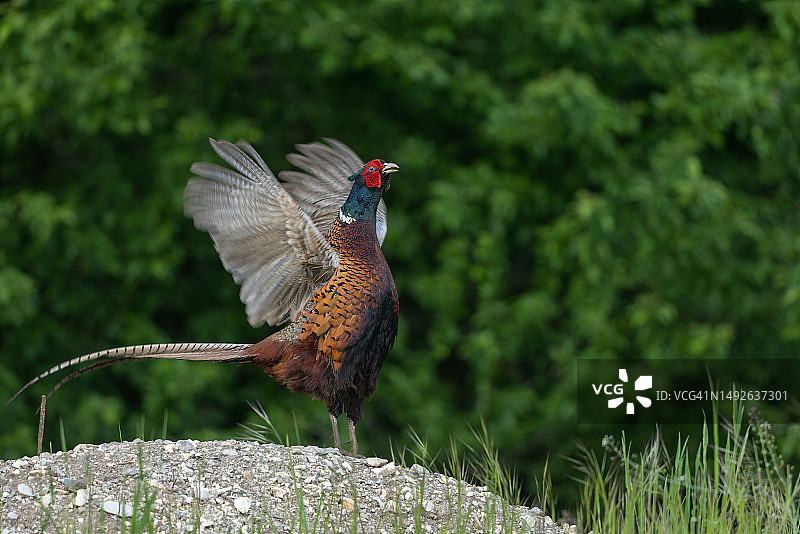正在啼叫的雄性普通雉鸡图片素材