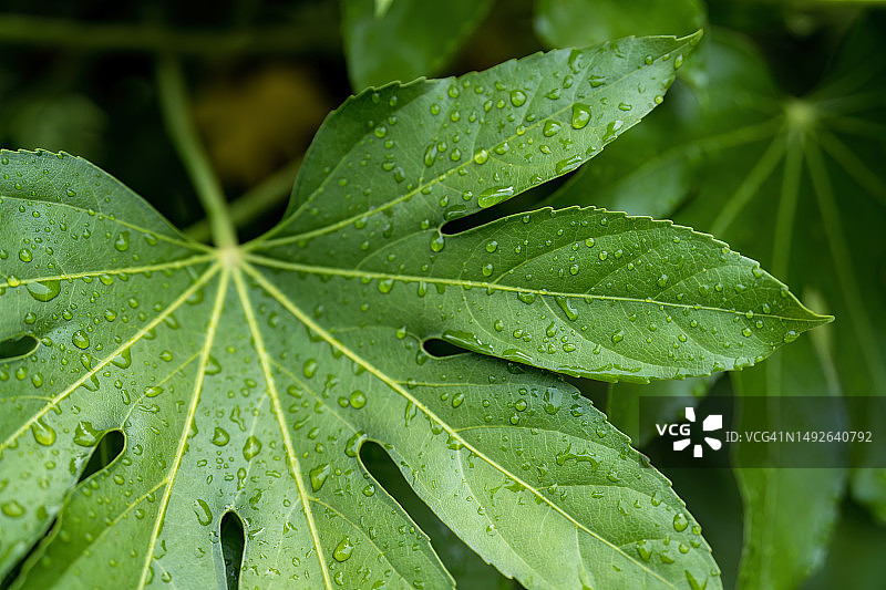八角金盘的叶子覆盖着雨滴图片素材