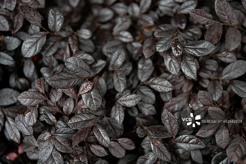 红花檵木图片素材