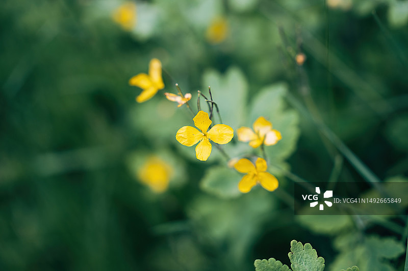 自然中的植物与花朵图片素材