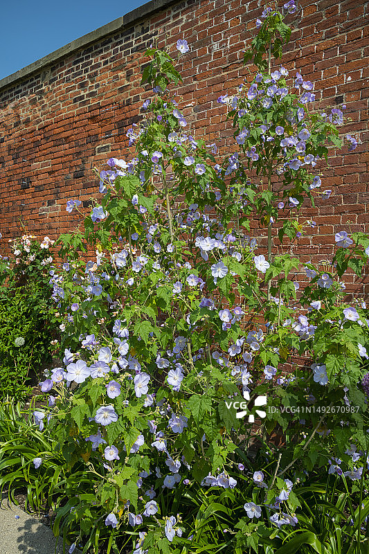 五月下旬盛开的紫花苘麻图片素材