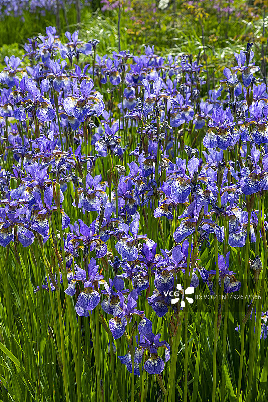 盛开的西伯利亚鸢尾花“蝴蝶之飞”图片素材