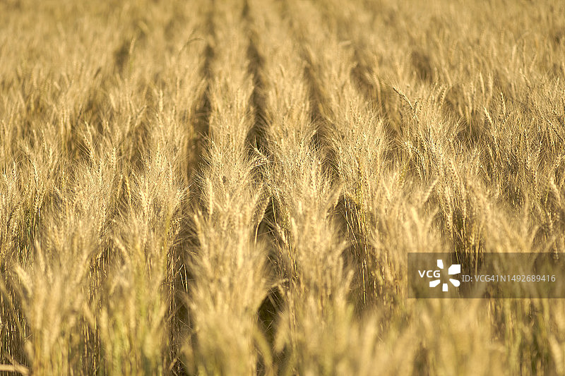 麦穗特写图片素材