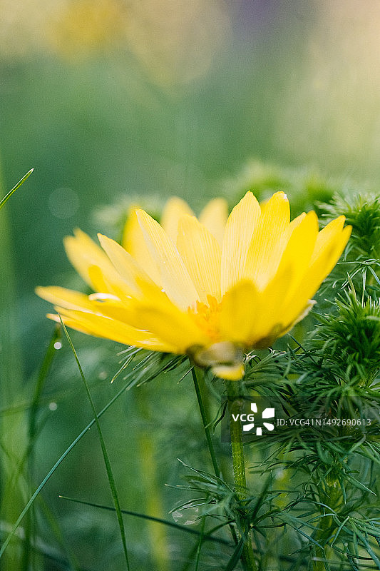 黄色雉眼水仙图片素材