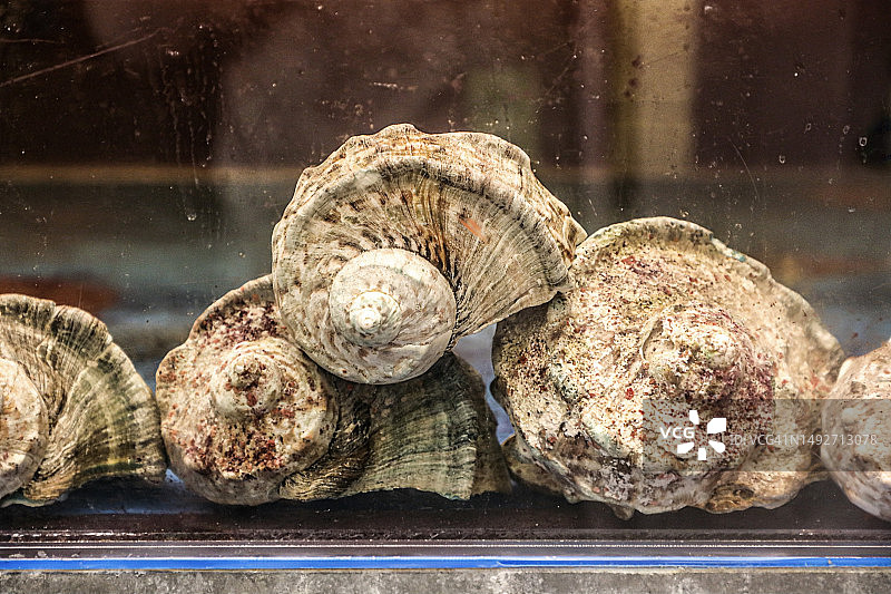 那霸冲绳餐厅鱼缸里展示的绿海螺图片素材