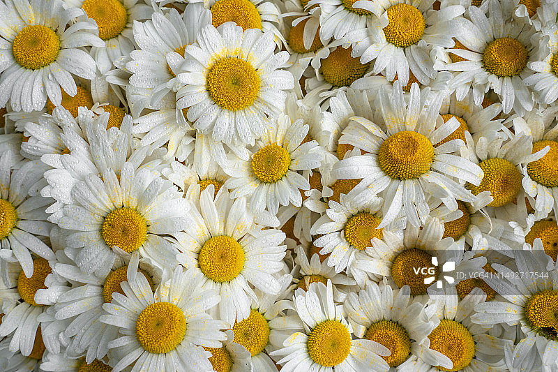 白色雏菊特写，夏季花朵花瓣上带有水滴图片素材